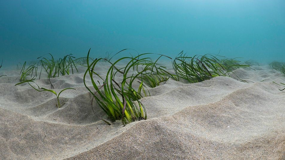 Zeegras_OceanImageBank_ShannonMoran_06_Nominatie_Waterbouwprijs_Vereniging_van_Waterbouwers